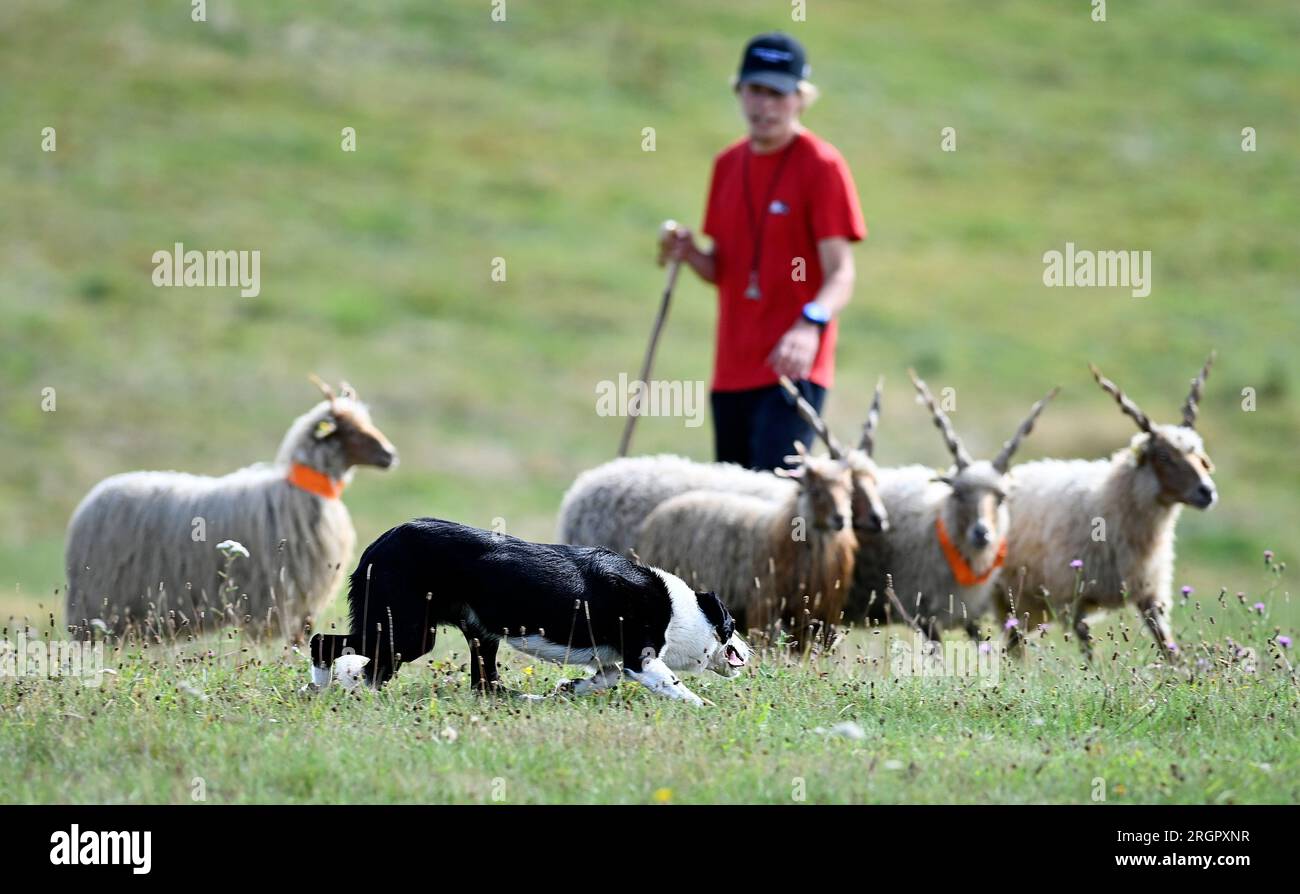 Pavlinov, République tchèque. 11 août 2023. Première journée de qualification de la compétition internationale de chiens de berger de trois jours Open tchèque à Pavlinov, région de Zdar nad Sazavou, République tchèque, le 11 août 2023. Border collie garde des moutons. Crédit : Lubos Pavlicek/CTK photo/Alamy Live News Banque D'Images