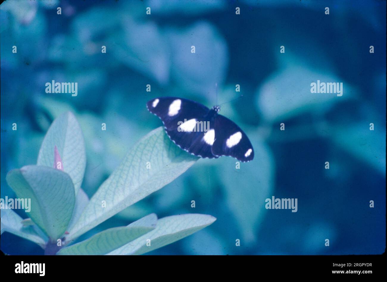 Un papillon est un insecte volant avec un petit corps et de grandes ailes, souvent colorées. Certains jardiniers plantent des fleurs spécifiques qui attirent les papillons. Les papillons sont étroitement liés aux papillons de nuit, qui ont également des ailes qui sont grandes en proportion de leur corps et de leurs antennes. Banque D'Images