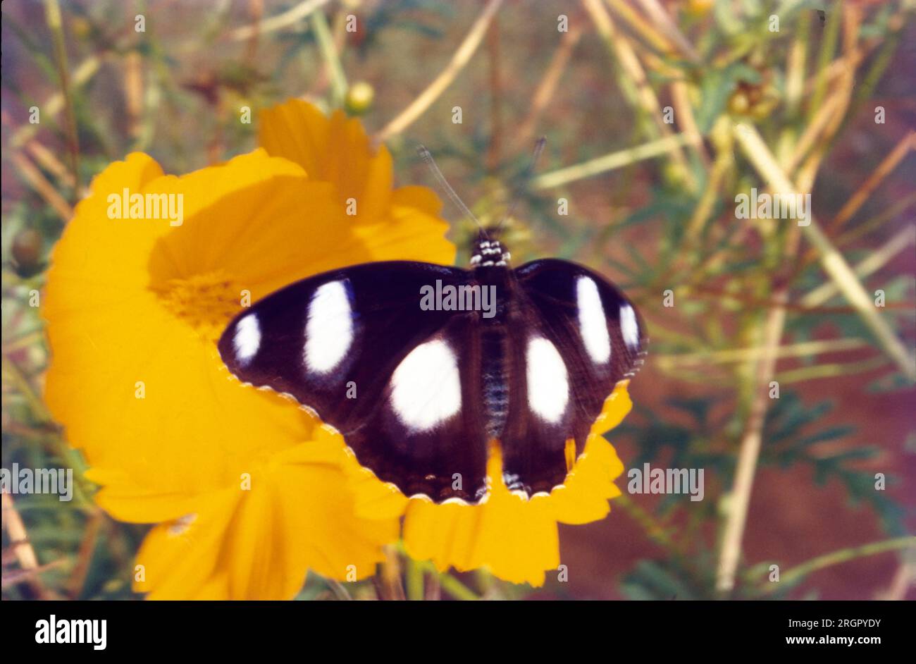 Un papillon est un insecte volant avec un petit corps et de grandes ailes, souvent colorées. Certains jardiniers plantent des fleurs spécifiques qui attirent les papillons. Les papillons sont étroitement liés aux papillons de nuit, qui ont également des ailes qui sont grandes en proportion de leur corps et de leurs antennes. Banque D'Images