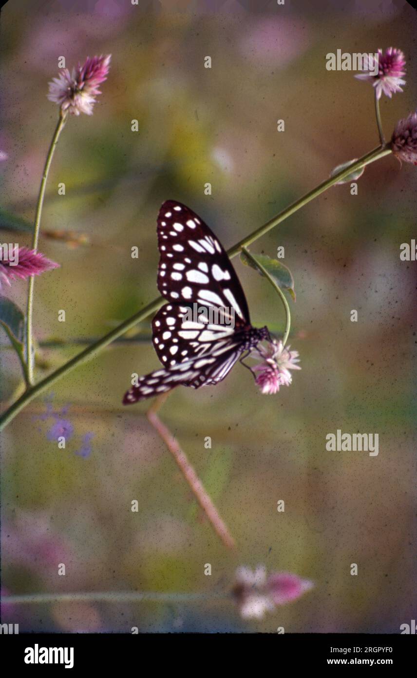 Un papillon est un insecte volant avec un petit corps et de grandes ailes, souvent colorées. Certains jardiniers plantent des fleurs spécifiques qui attirent les papillons. Les papillons sont étroitement liés aux papillons de nuit, qui ont également des ailes qui sont grandes en proportion de leur corps et de leurs antennes. Banque D'Images