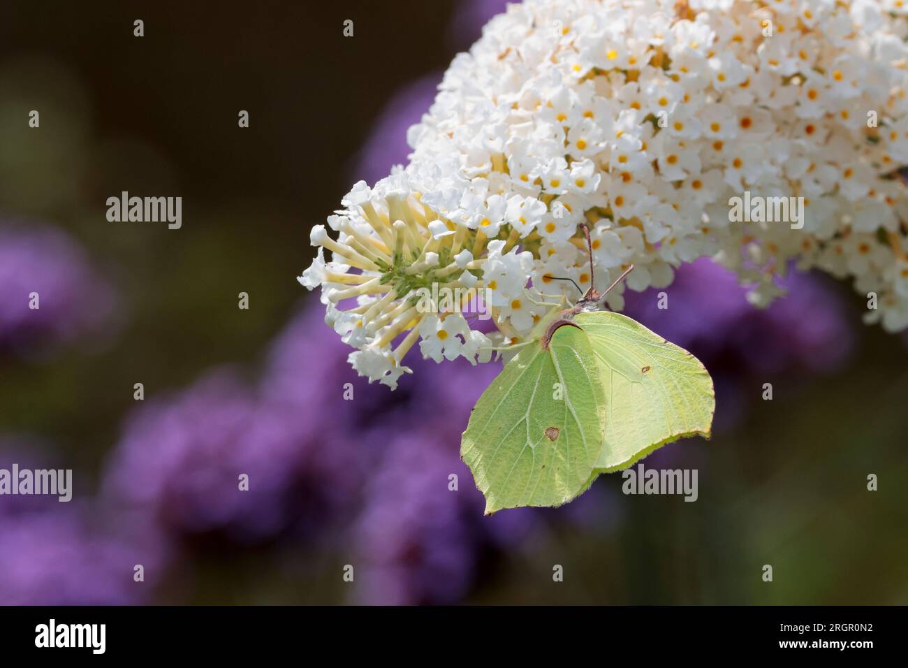 Papillon en pierre à rebords Gonepteryx rhamni, se nourrissant de bourgeons blancs avec des ailes uniques en forme de feuille jaune verdâtre avec des veines surélevées, mâle de couleur plus brillante Banque D'Images