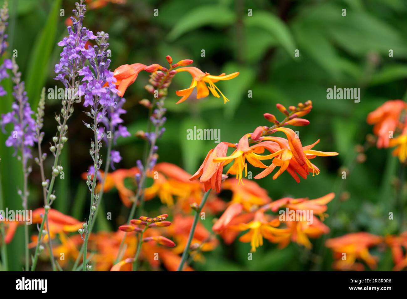 Montbretia de multiples fleurs rouges orangées et jaunes sur des tiges vertes grises et quelques fleurs de couleur lilas dans le jardin vert doux copie espace en haut à droite Banque D'Images