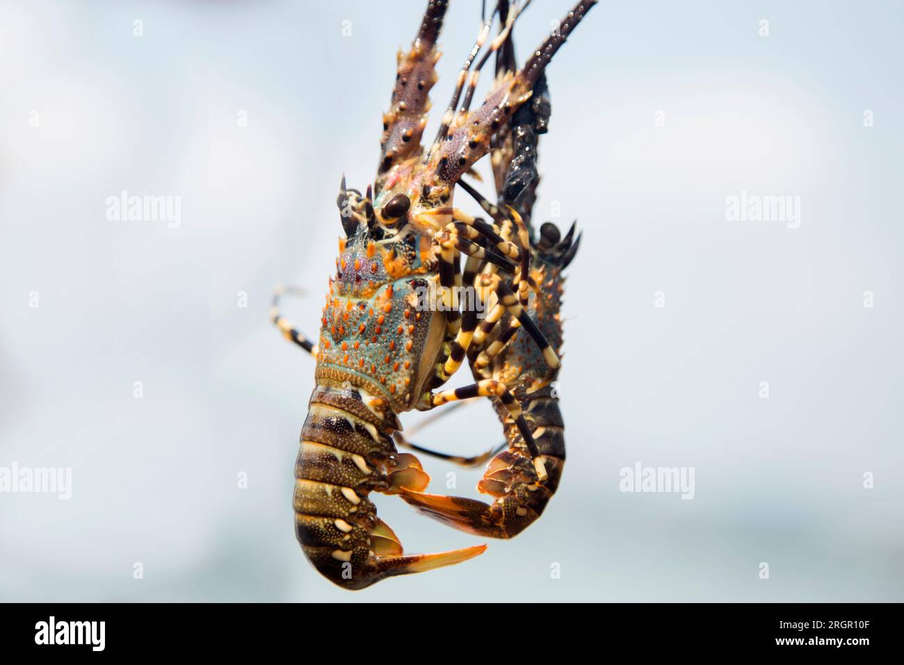 Ferme de homards sur l'île de Ko Yao dans le sud de la Thaïlande. Banque D'Images