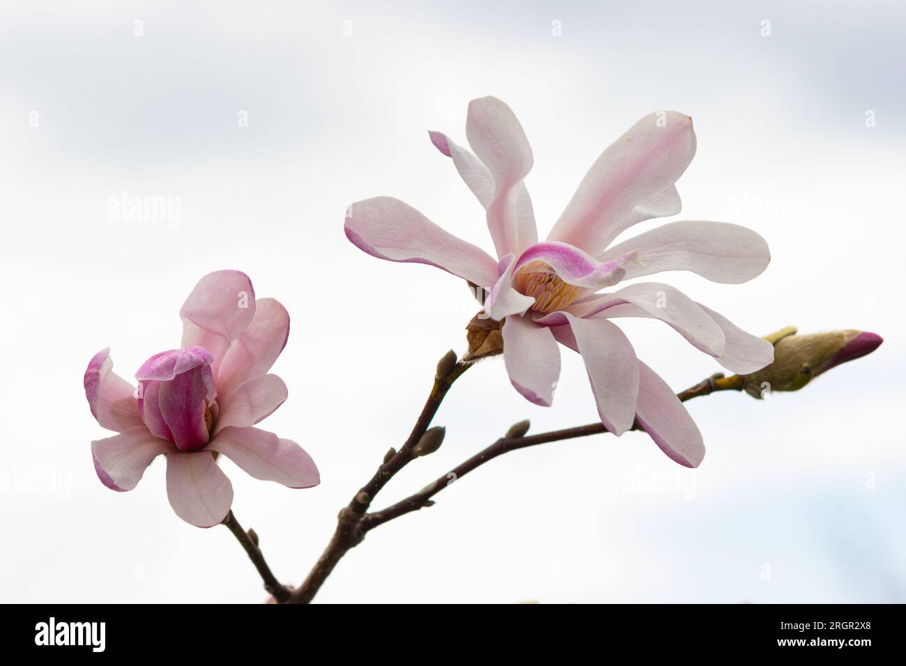 Un magnifique magnolia rose fleurit au début du printemps Banque D'Images