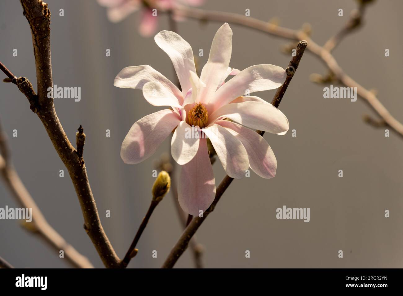 Une fleur de magnolia fleurit vigoureusement au début du printemps Banque D'Images