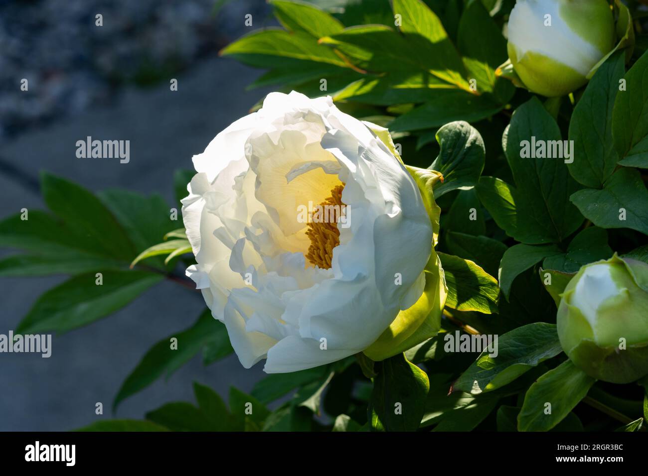 Une pivoine blanche en pleine floraison au printemps Banque D'Images