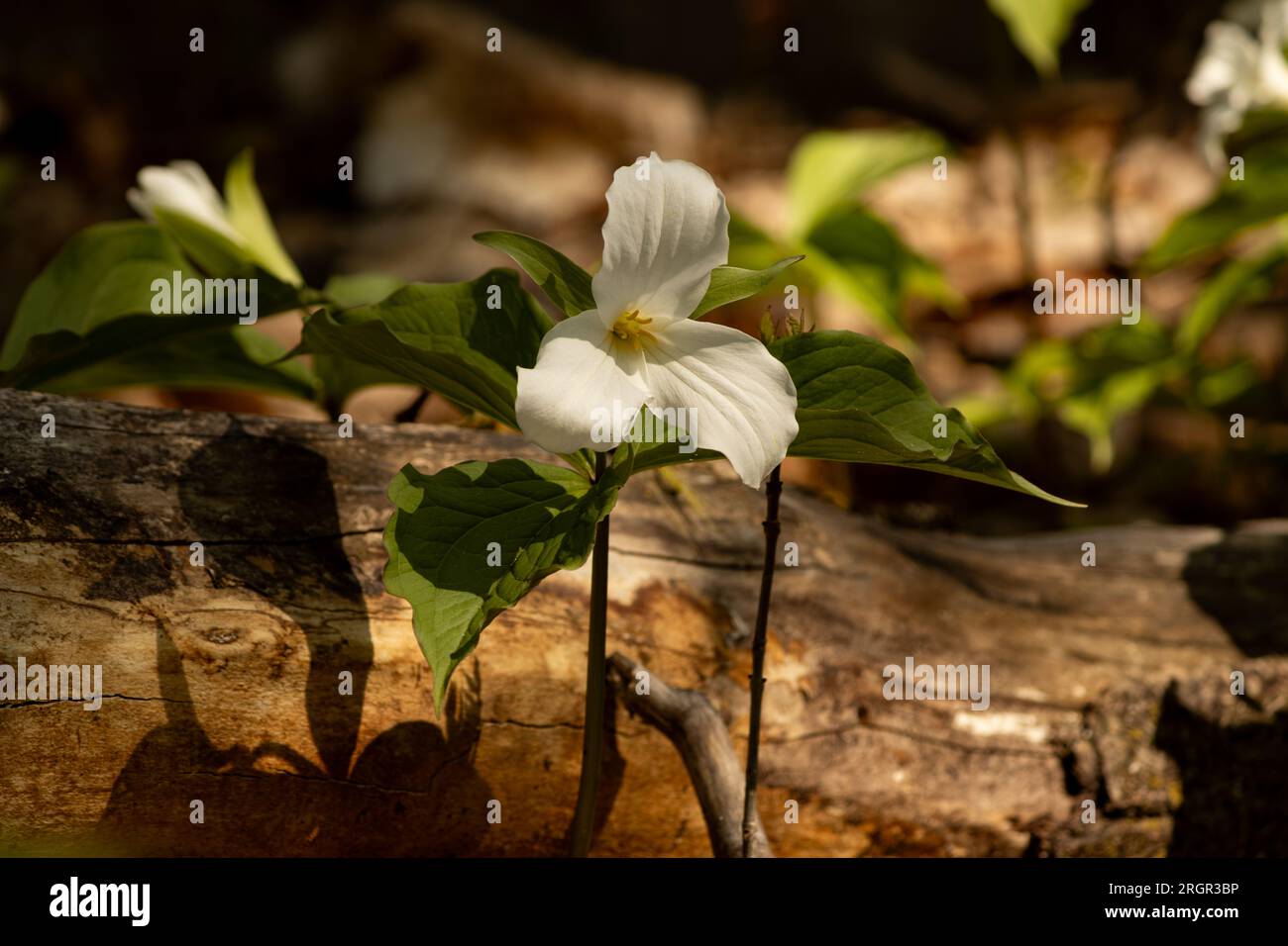 Un trillium blanc fleurissant près d'une bûche tombée dans une forêt sèche Banque D'Images