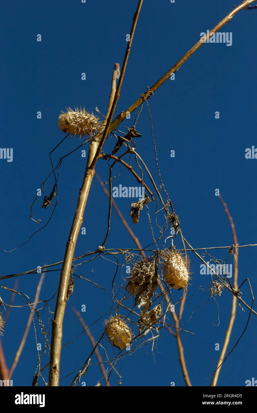 Lobe épineux sec Echinocystis lobata en hiver. Les fruits secs avec des graines pendant l'hiver accrochés sur les branches des buissons. Banque D'Images