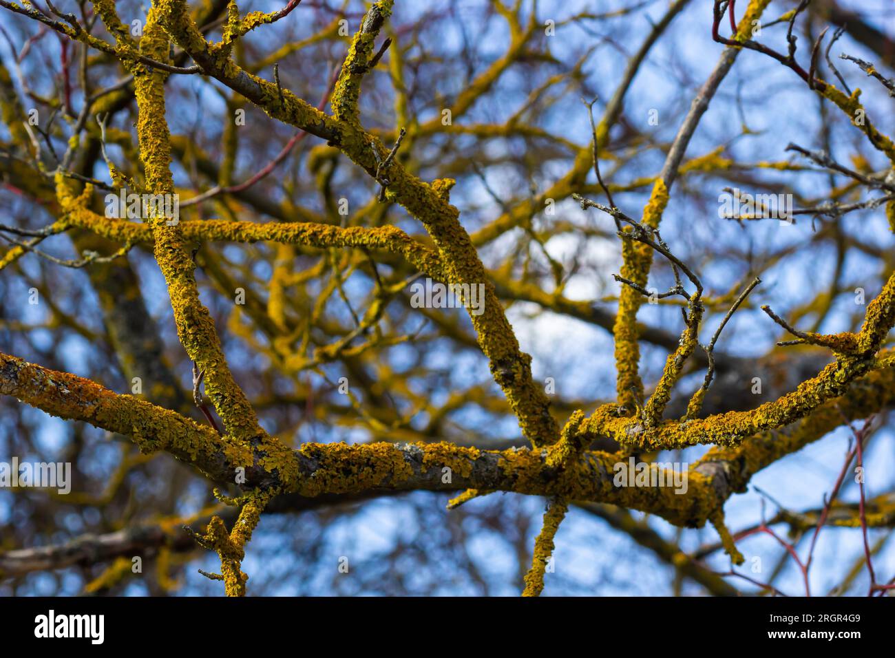 Xanthoria parietina lichen orange commun, échelle jaune, lichen solaire maritime et lichen de rivage sur l'écorce de branche d'arbre. Branche fine sèche avec ora Banque D'Images