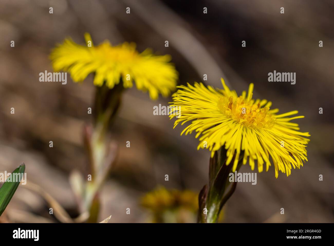 Tussilago farfara, communément appelé coltsfoot, est une plante de la tribu des marguerites de la famille des Asteraceae. Fleurs d'une plante au printemps ensoleillé Banque D'Images