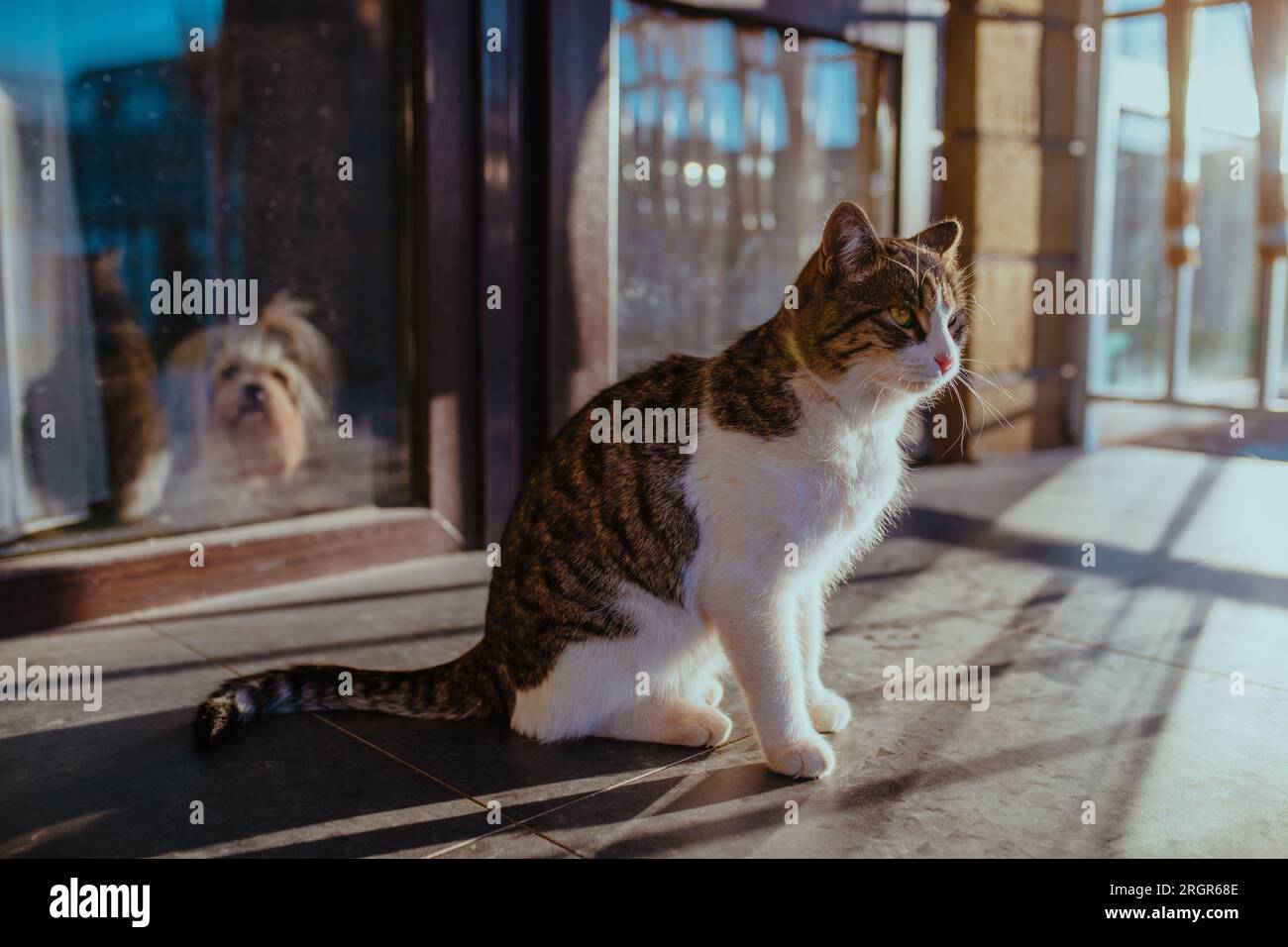 Chat et chien attendant que leur maître rentre à la maison Banque D'Images