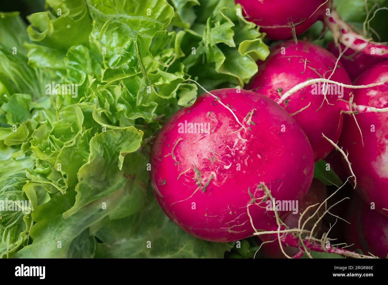 savoureux radis rouge frais vue rapprochée Banque D'Images