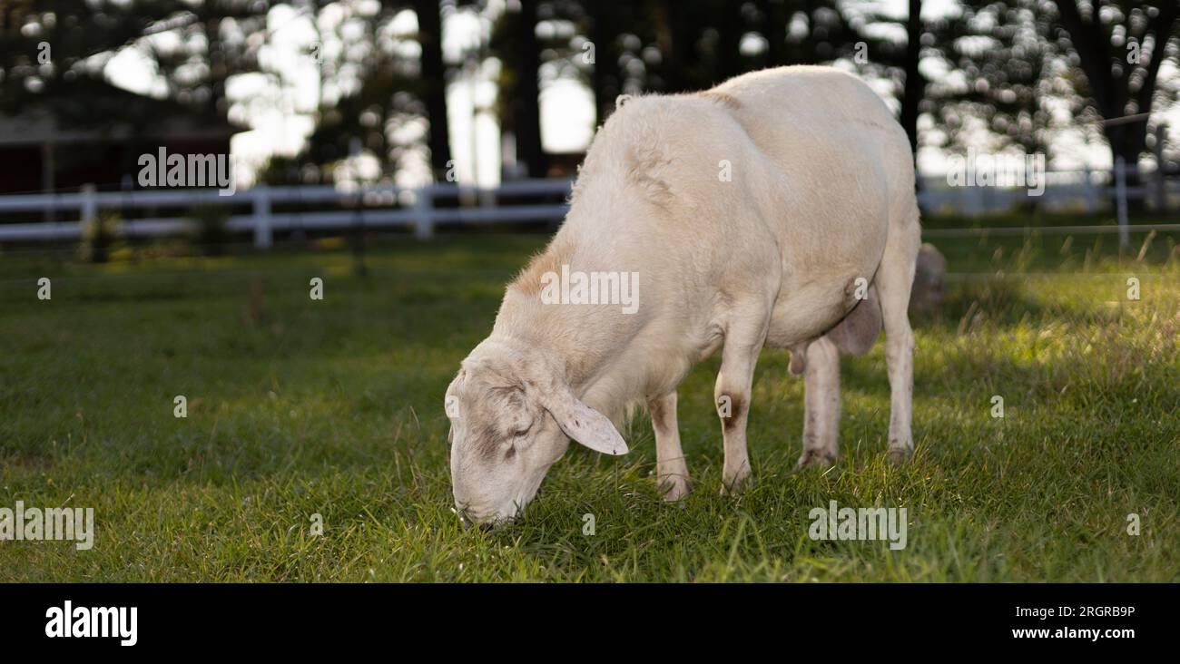 Grand mouton Katahdin bélier mangeant de l'herbe sur un paddock vert Banque D'Images