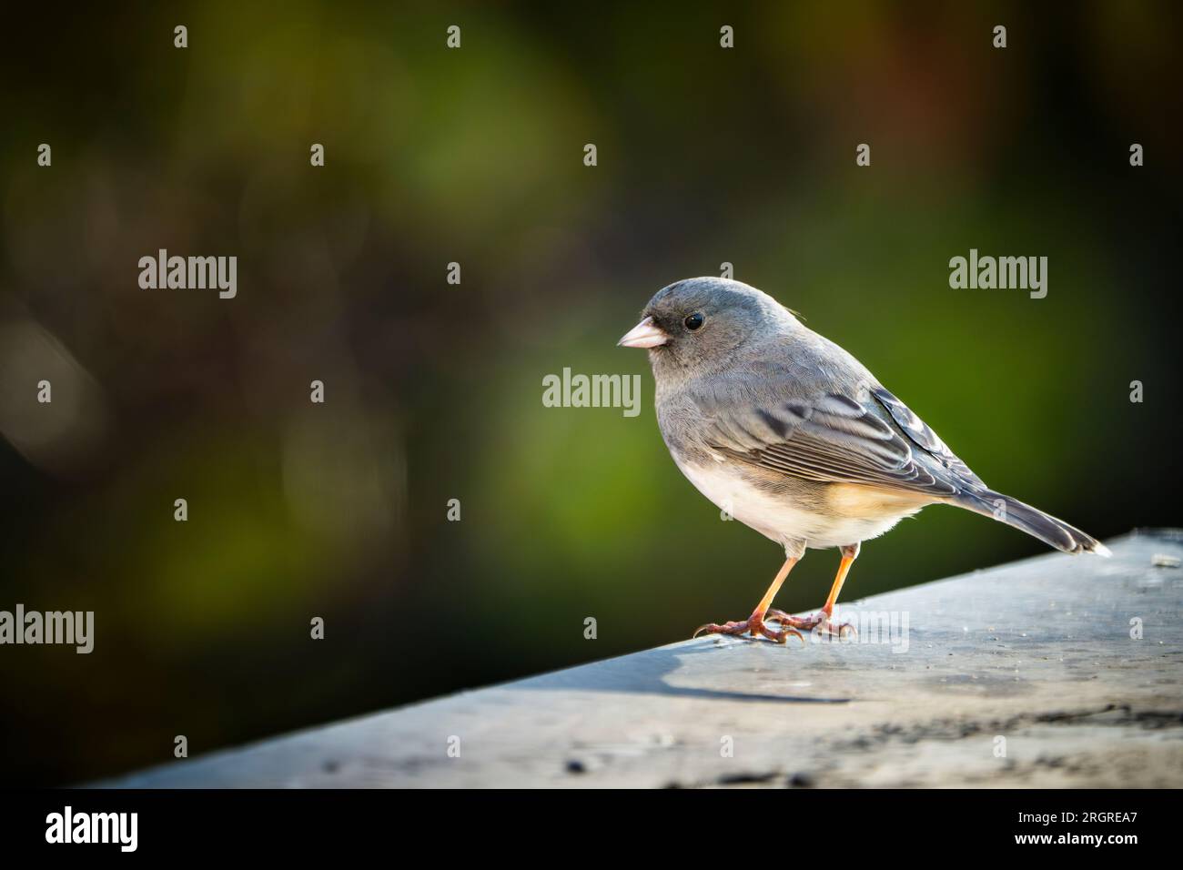 Perché aux yeux sombres junco avec un fond de couleur d'automne. Banque D'Images
