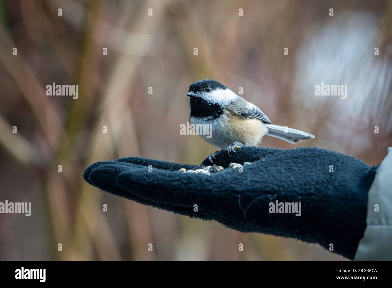 Chickadee à la main et à l'alimentation noire pendant l'hiver. Banque D'Images