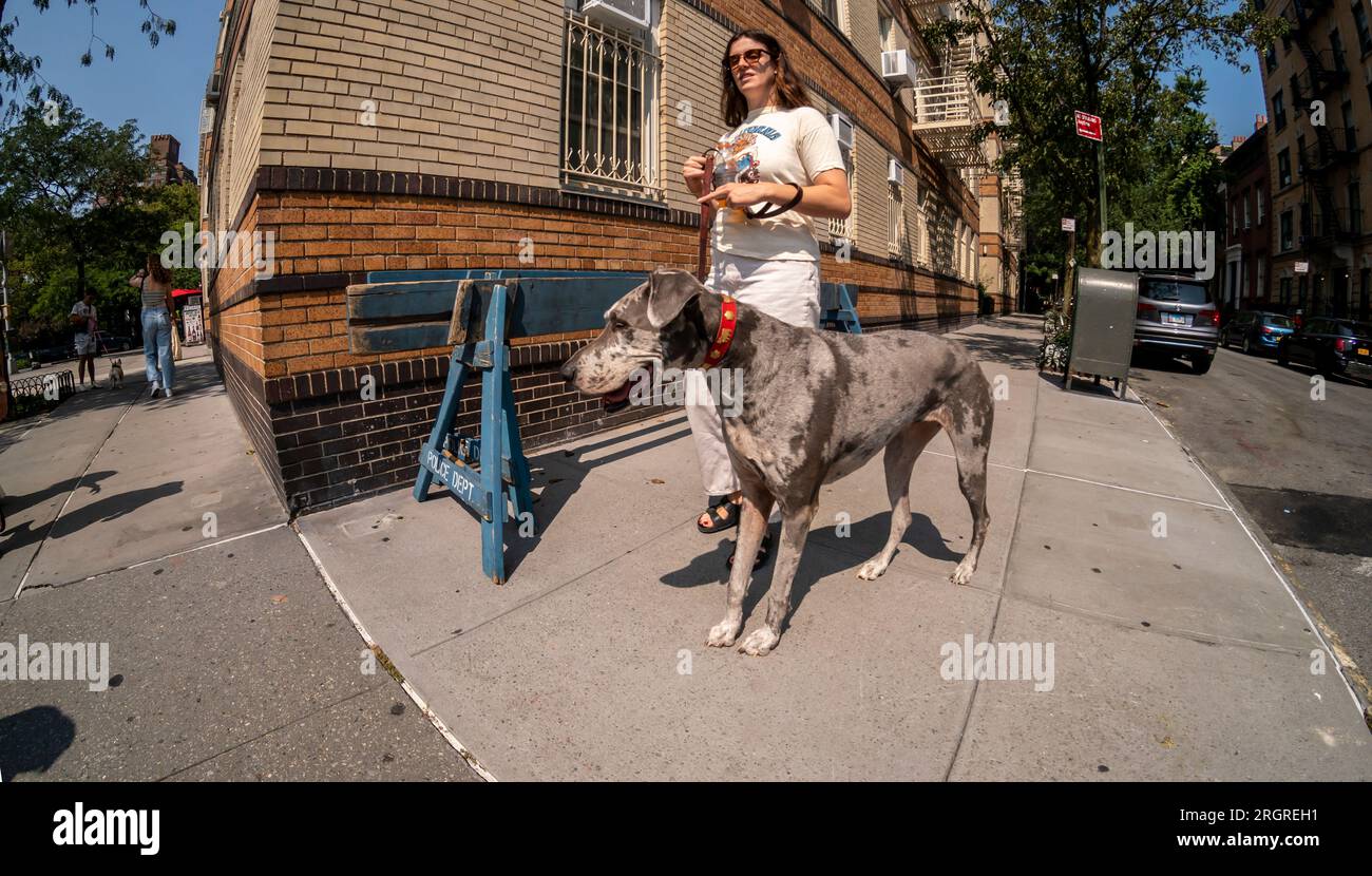 Femme promène son GROS chien à Greenwich Village à New York le dimanche 6 août 2023. (© Richard B. Levine) Banque D'Images
