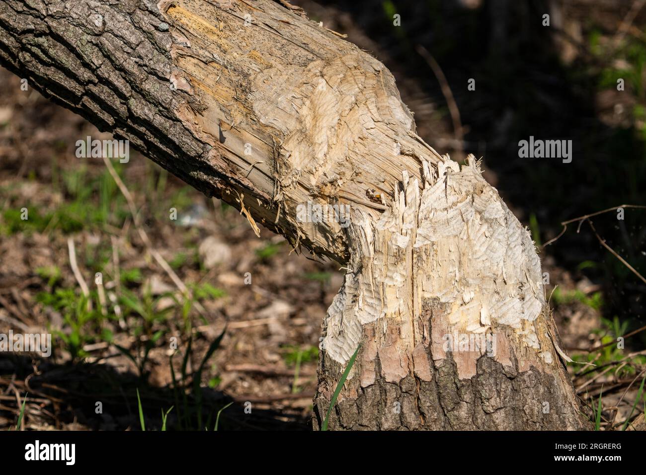 Arbre soit coupé par les castors dans un parc Banque D'Images
