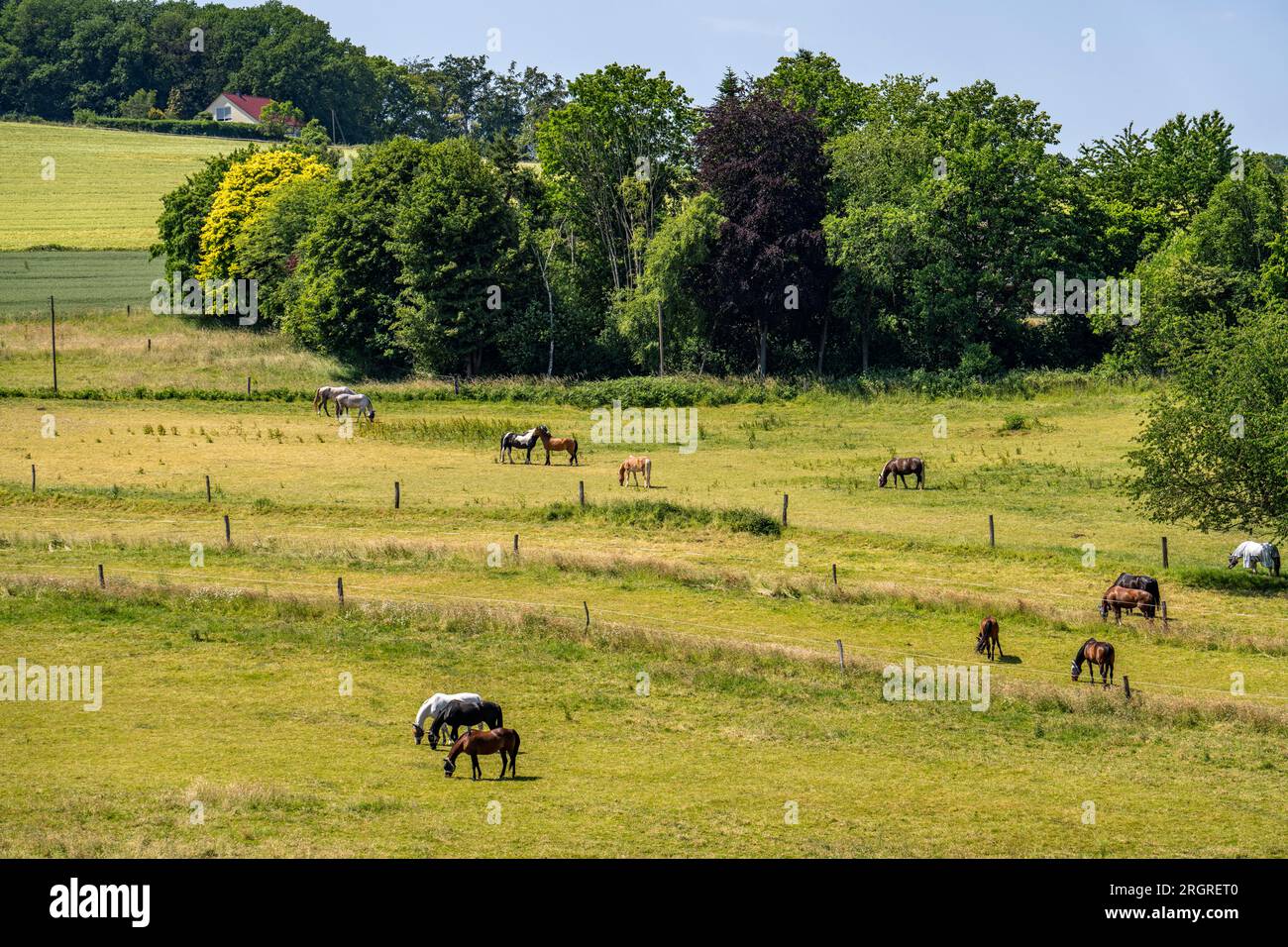 Pâturage avec chevaux, au-dessus de la Ruhr près de Wengern, district de Wetter an der Ruhr, dans le district d'Ennepe-Ruhr, NRW, Allemagne, Banque D'Images