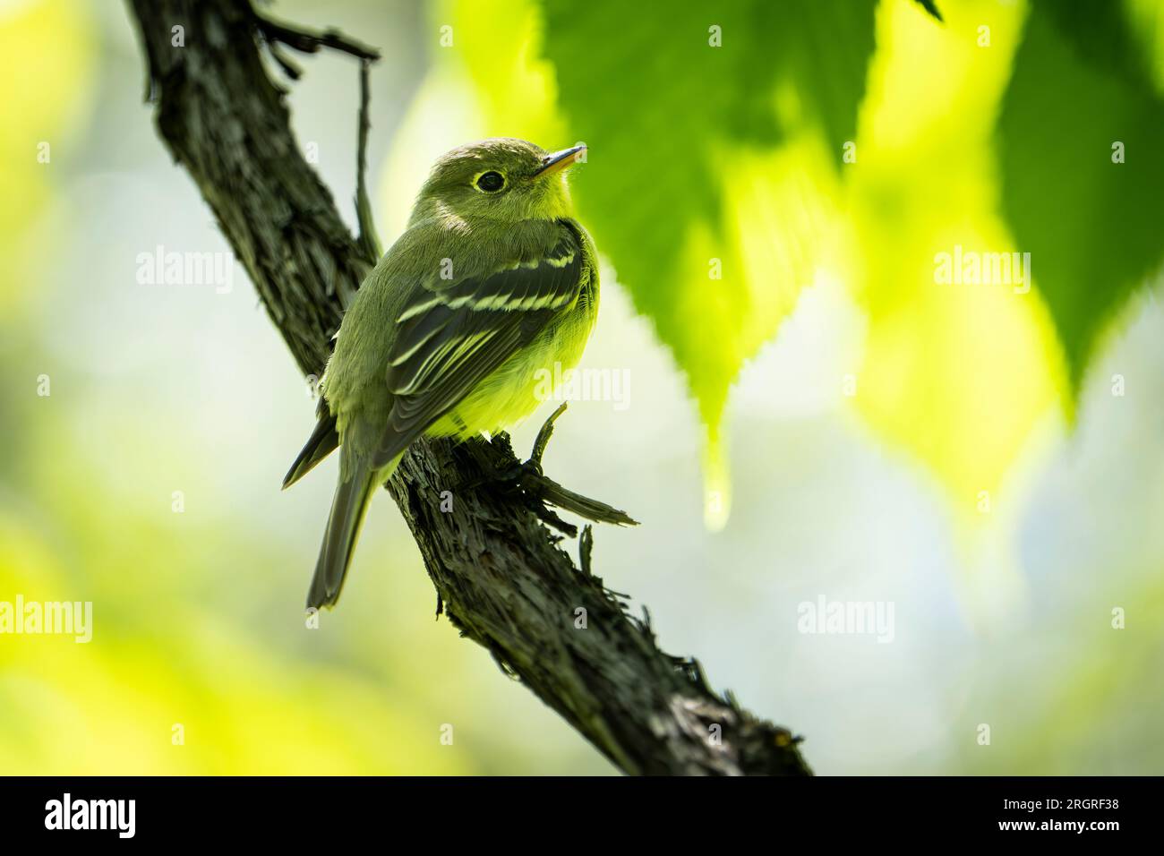 Attrape-mouche à ventre jaune reposant sur une branche dans la canopée forestière. Banque D'Images