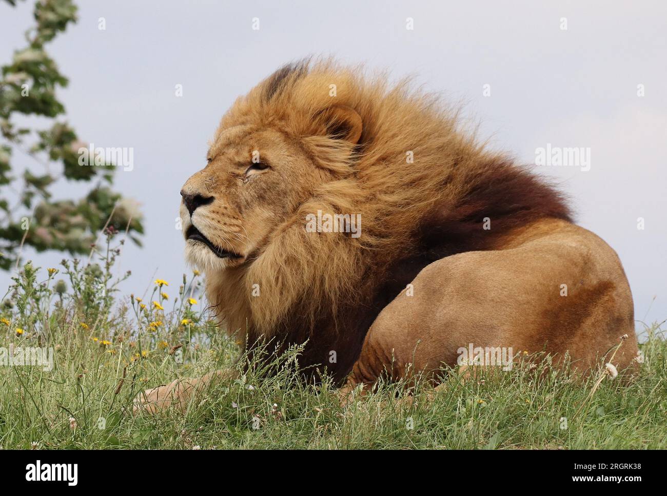 PARC ANIMALIER DU YORKSHIRE DONCASTER SOUTH YORKSHIRE Banque D'Images
