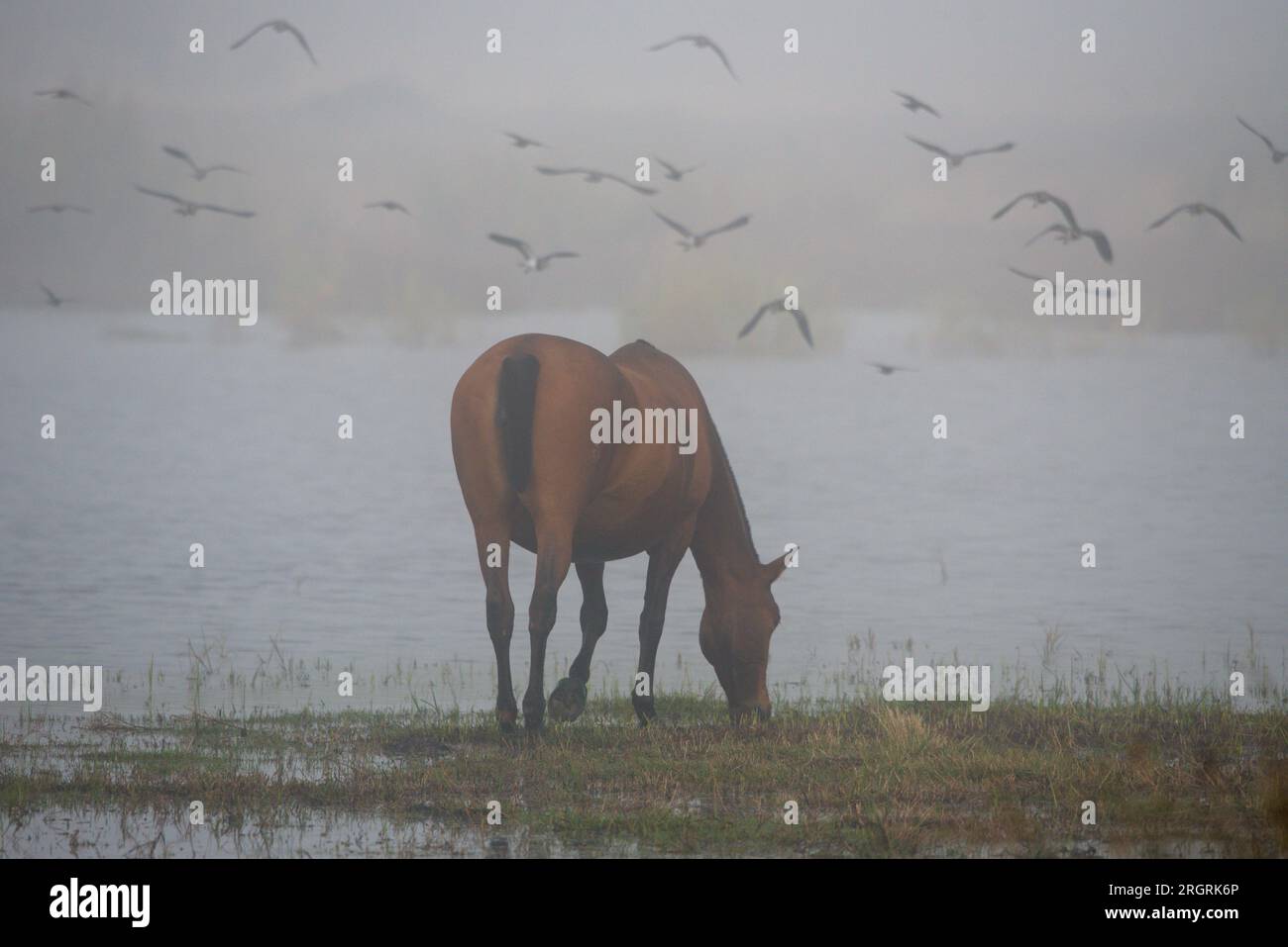 Un cheval dans un marais avec des oiseaux volant à proximité .un caballo en una marisma con aves volando cerca. Banque D'Images