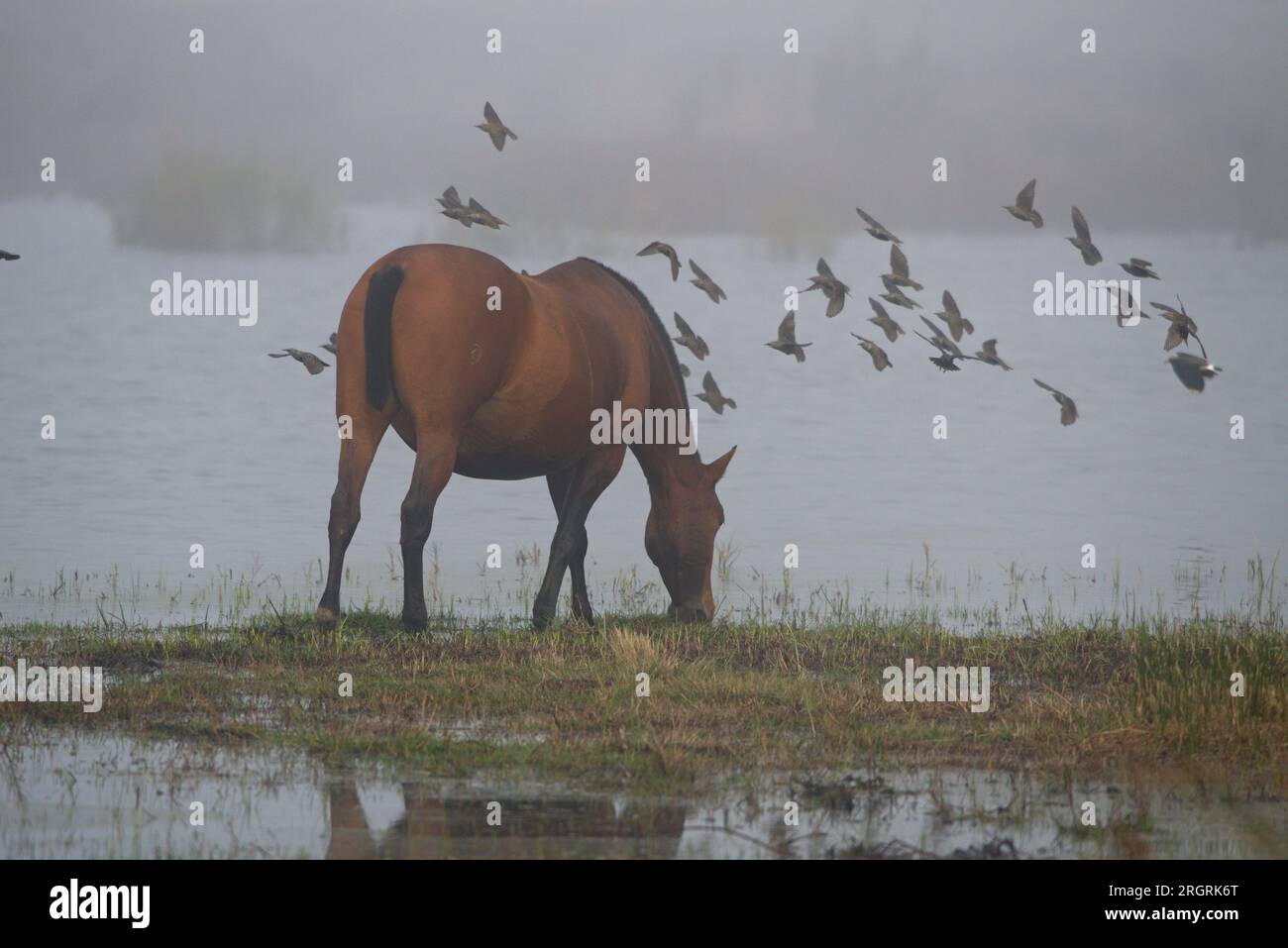 Un cheval dans un marais avec des oiseaux volant à proximité .un caballo en una marisma con aves volando cerca. Banque D'Images