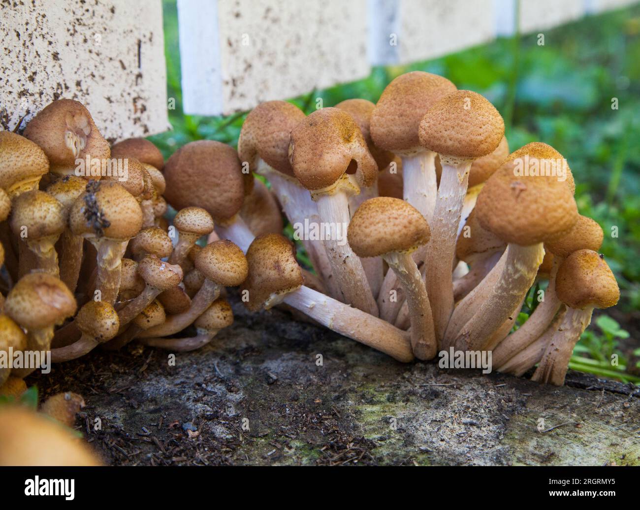 Miel champignon Armillaria mellea Banque D'Images