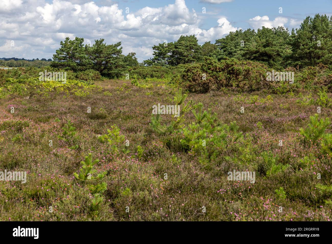 Heather on the Heath, RSPB Arne nature Reserve, Arne, Dorset, Royaume-Uni Banque D'Images