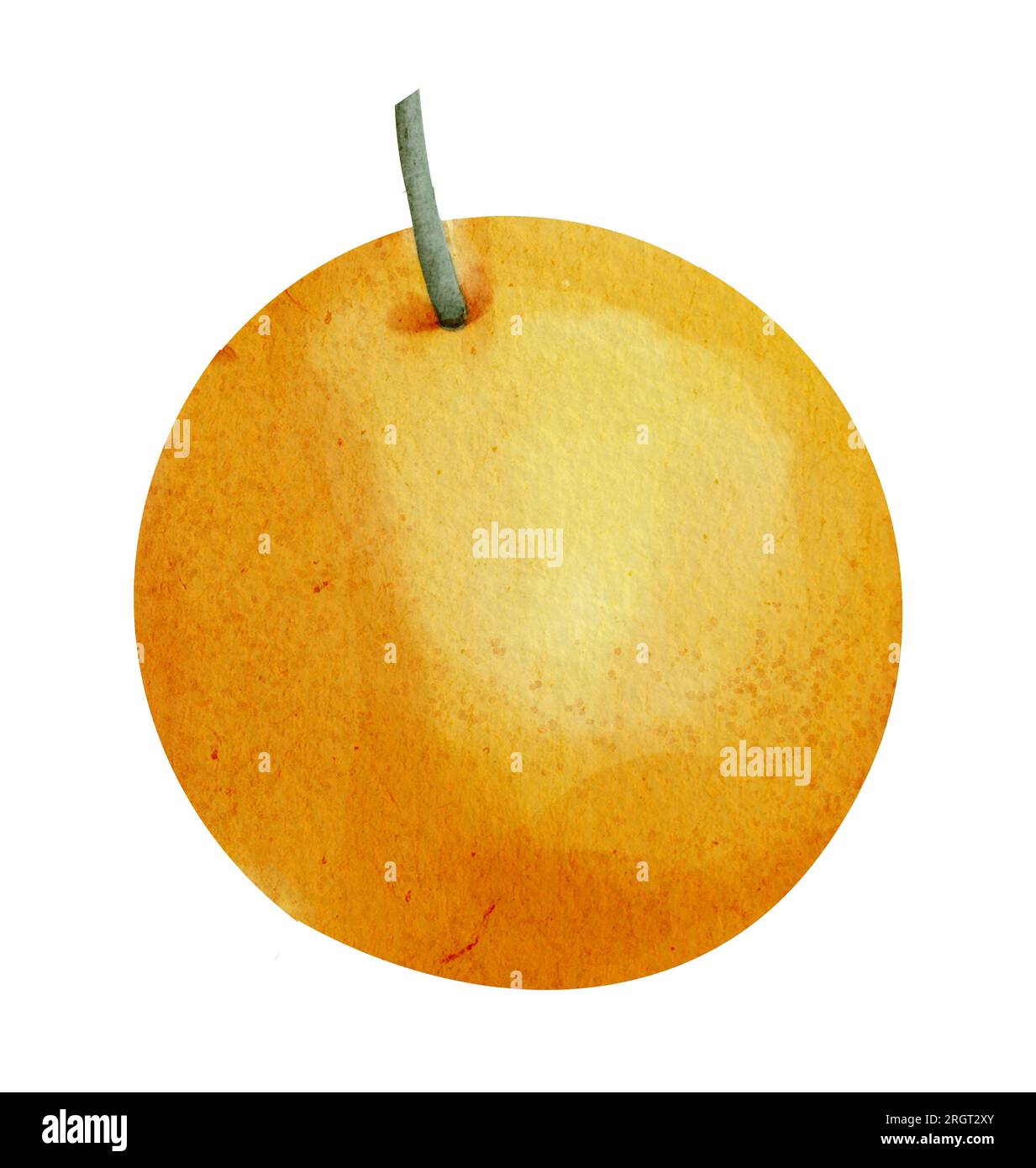 Fruit orange. Aquarelle illustration dessinée à la main d'agrumes tropicaux Tangerine sur fond isolé. Dessin de Juicy mandarine pour icône ou logo. Croquis coloré de clémentine brute mûre pour clipart. Banque D'Images