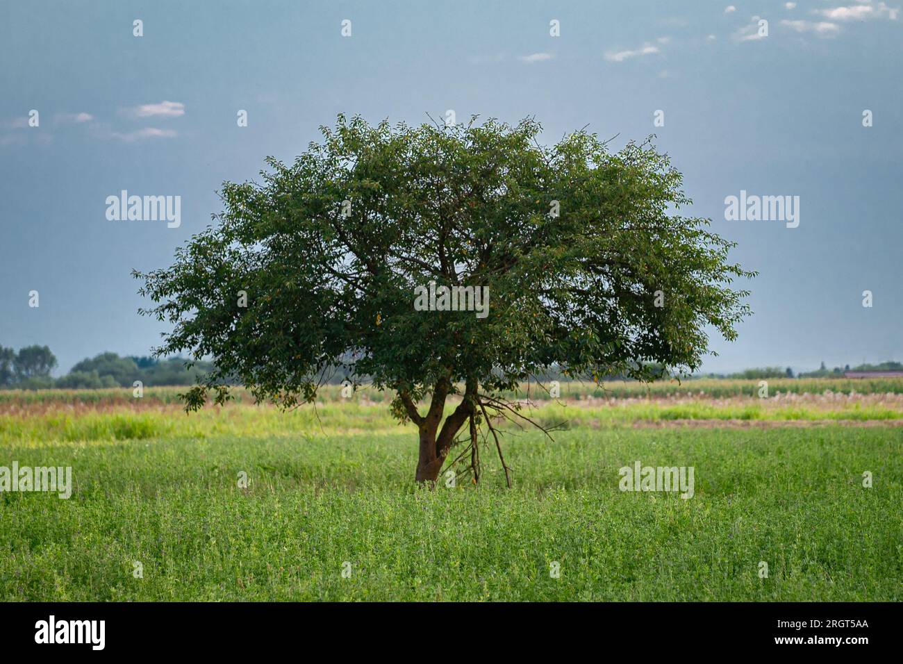 Arbre isolé dans un champ Banque D'Images