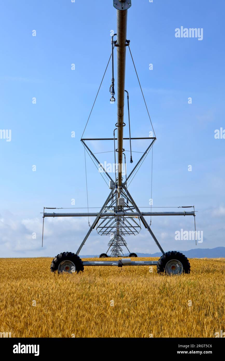 Un grand système de tuyaux d'irrigation se trouve dans un champ agricole déjà récolté près de Rathdrum, Idaho. Banque D'Images