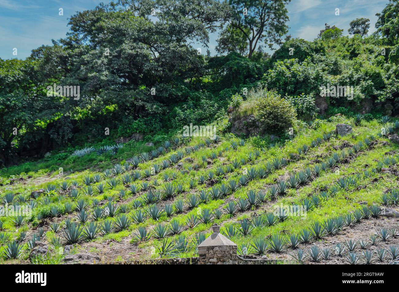 Une colline ensoleillée à Tequila, Jalisco, au Mexique, est ornée de rangées de plantes Agave Tequilana Weber. Les champs d'agave bleu vibrant sont la source de t Banque D'Images
