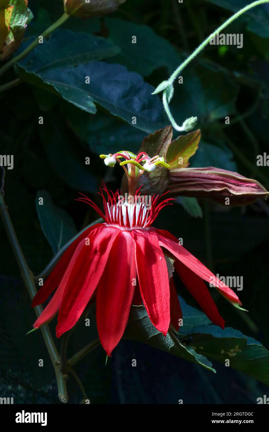 Macro gros plan d'une belle fleur de passionée parfumée prise au Costa Rica, en Amérique centrale. Banque D'Images