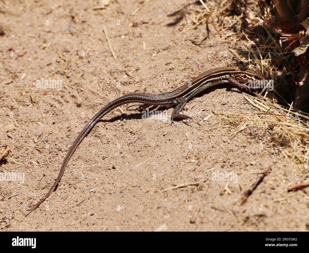 Lézard Whiptail à gorge orange qui prend le soleil dans une zone dégagée. Banque D'Images