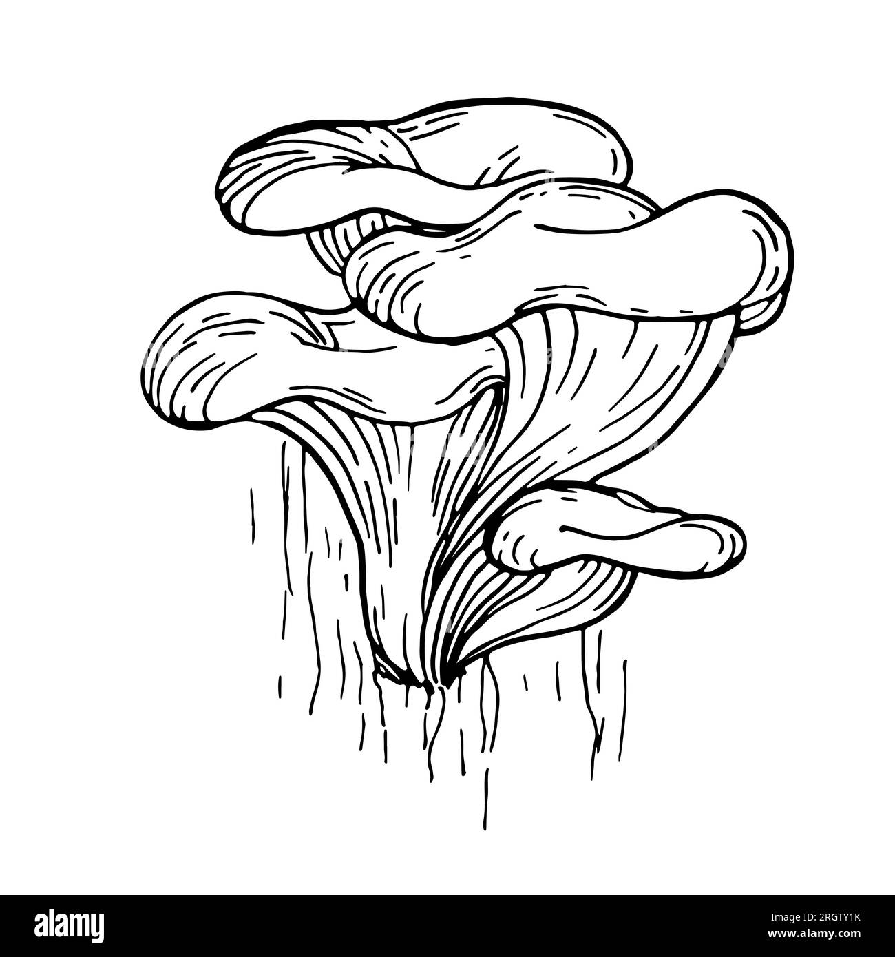 Champignons d'huître, illustration de dessin à la main de doodle d'automne. pousse sur un tronc d'arbre. Texture de l'écorce. Contour vectoriel linéaire pour la coloration. Pour les autocollants, po Illustration de Vecteur