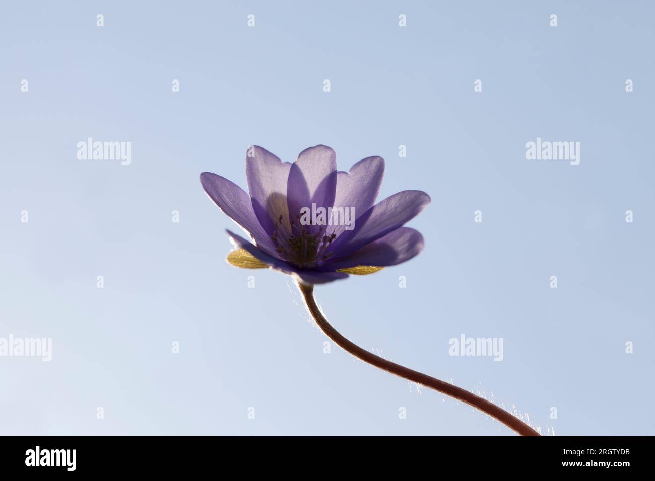 les premières fleurs poussent dans les forêts et les parcs au printemps et en été Banque D'Images