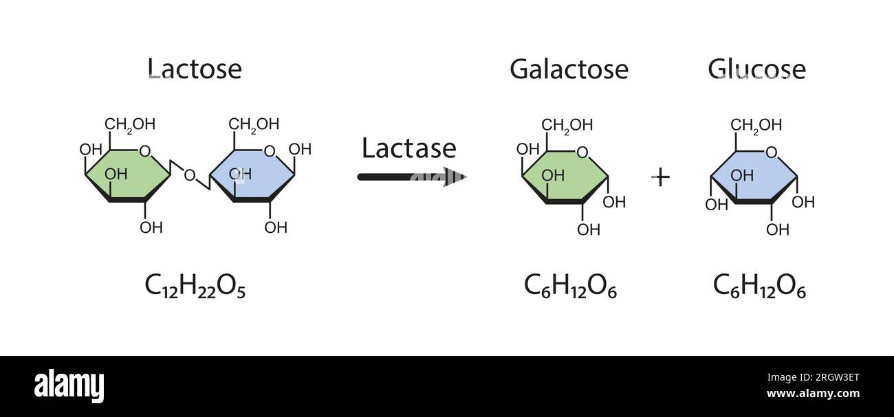 Action de l'enzyme lactase, illustration Banque D'Images