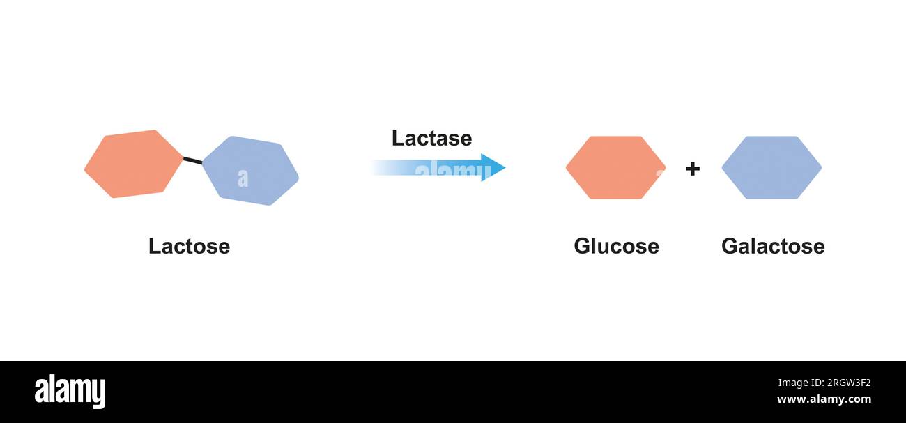 Action de l'enzyme lactase, illustration Banque D'Images