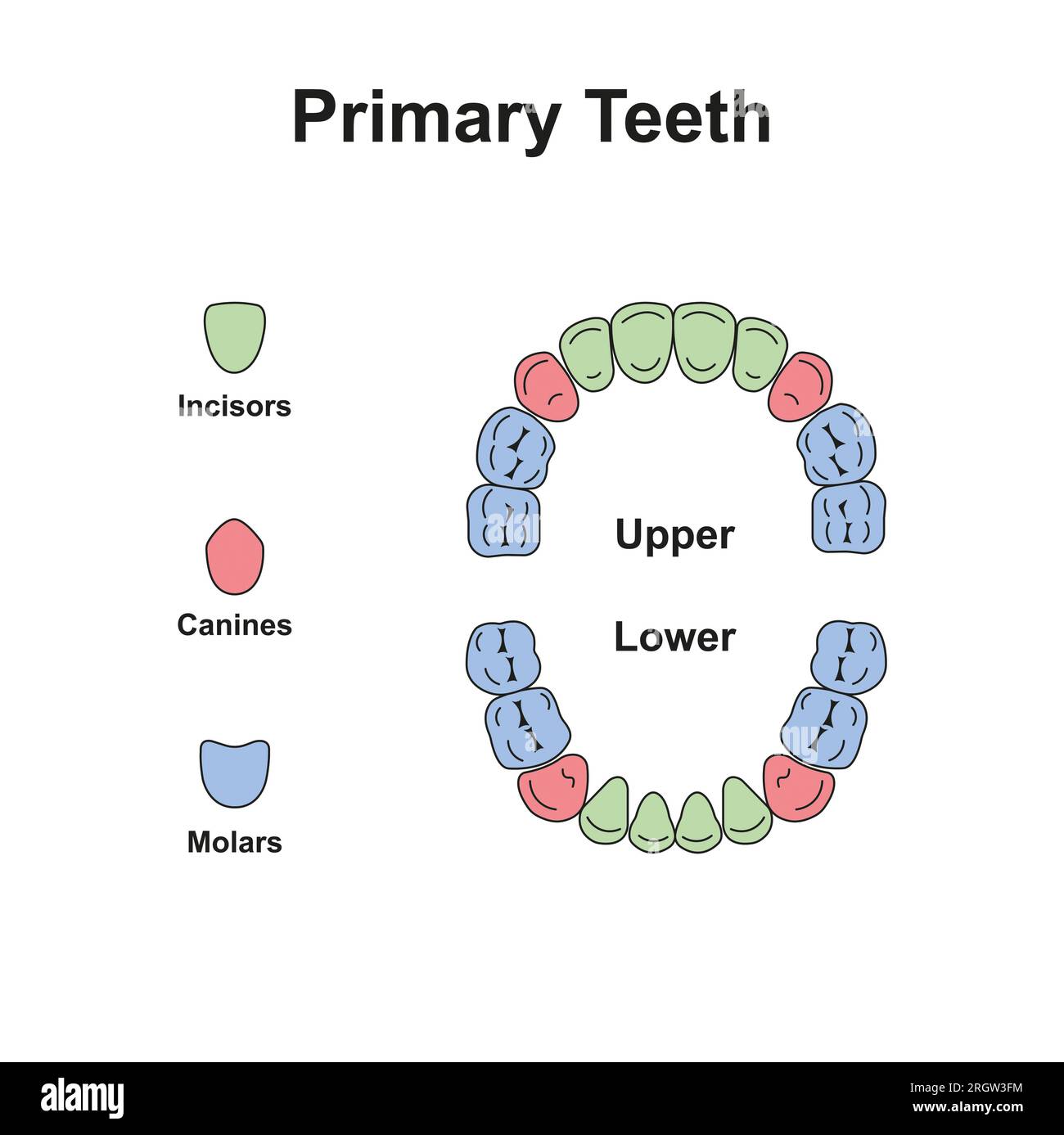 Dents primaires, illustration Banque D'Images