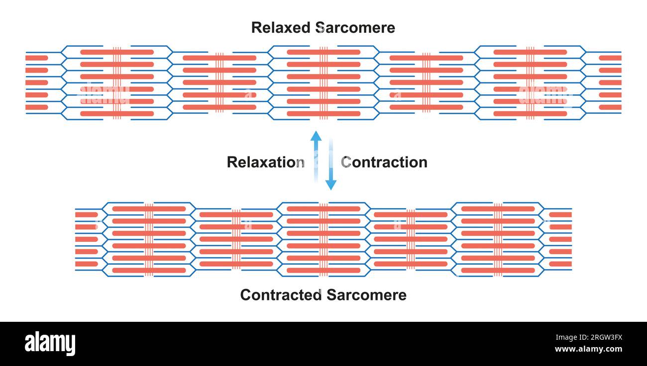 Sarcomères contractés et détendus, illustration Banque D'Images