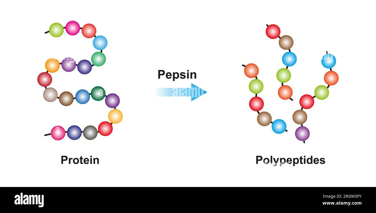 Fonction de l'enzyme pepsine, illustration Banque D'Images