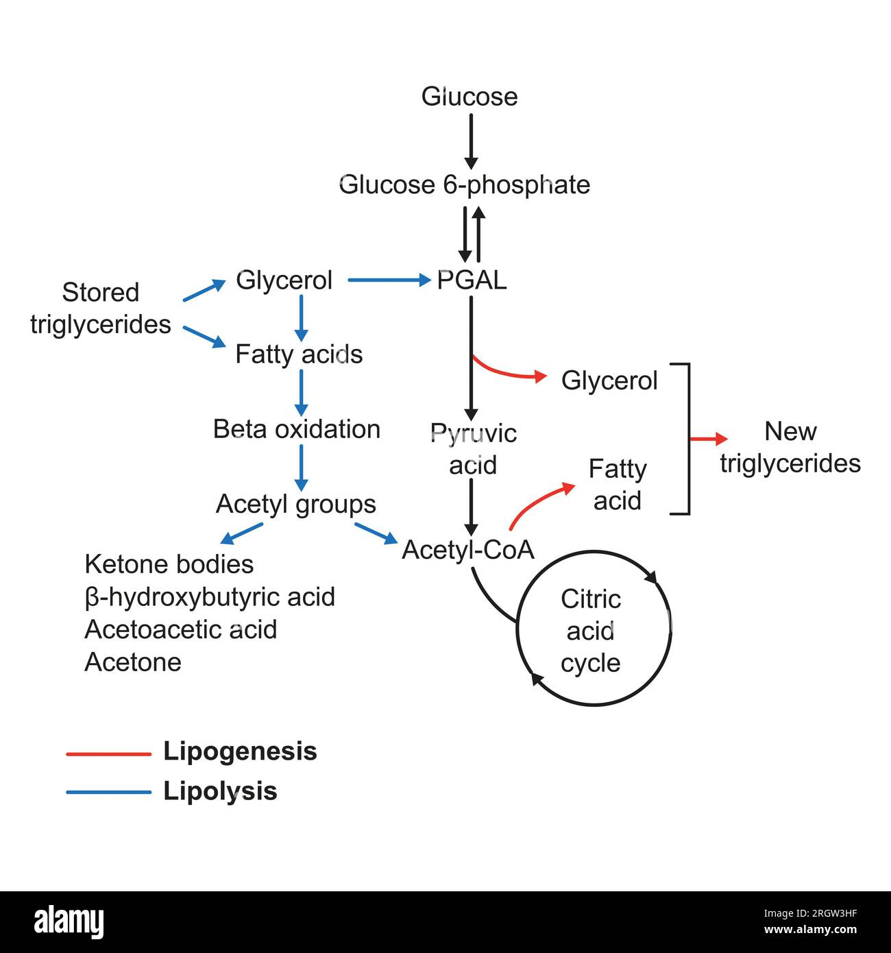 Lipogenèse, illustration Banque D'Images