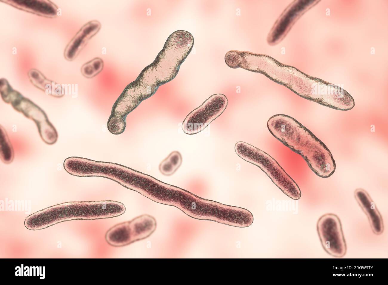 Bactérie Elizabethkingia meningoseptica, illustration Banque D'Images