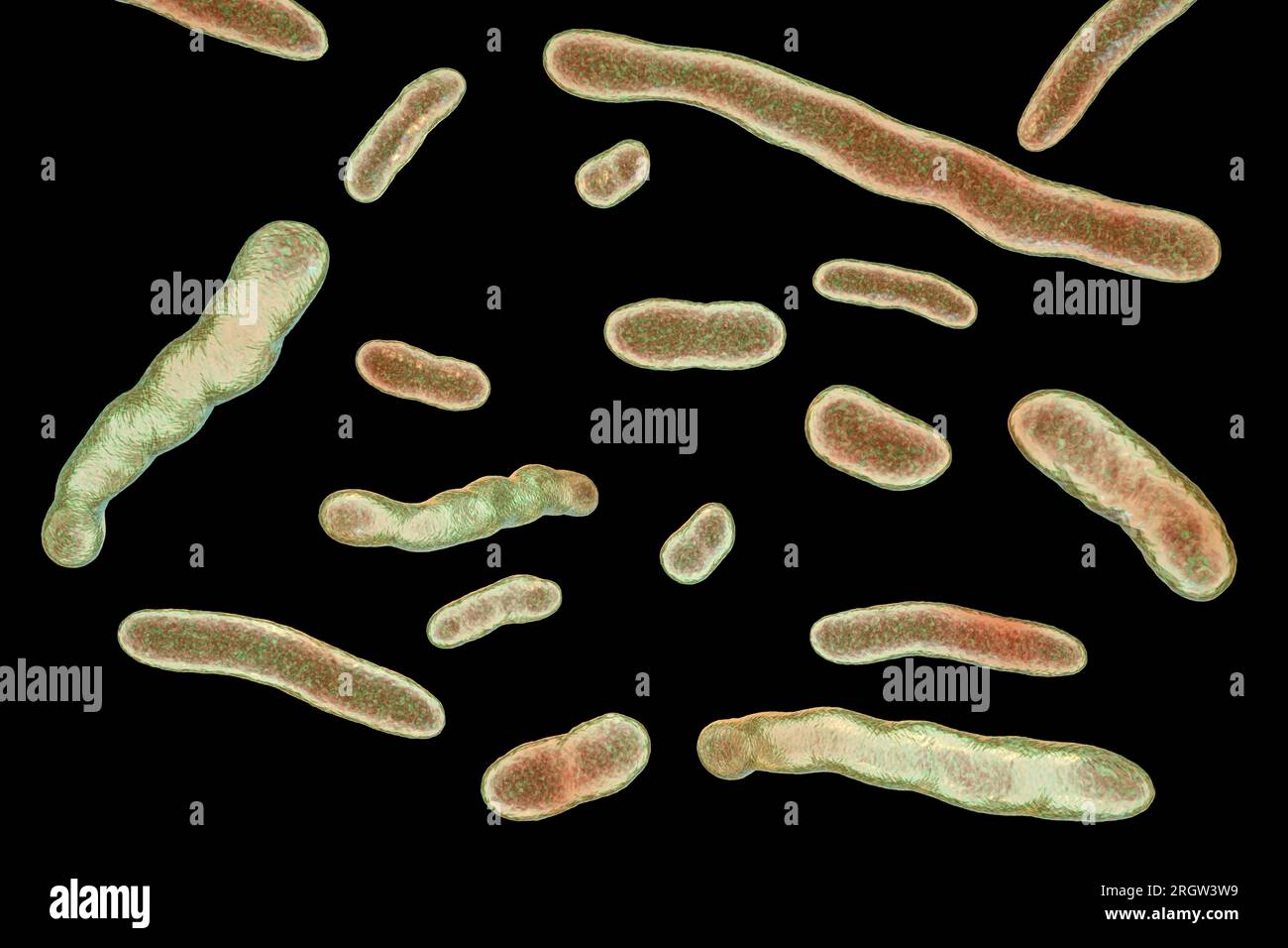 Bactérie Elizabethkingia meningoseptica, illustration Banque D'Images