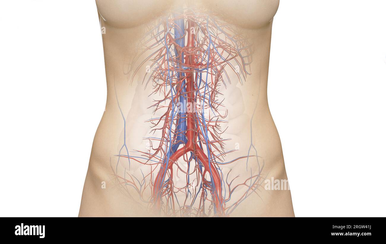 Vascularisation abdominale, illustration Banque D'Images