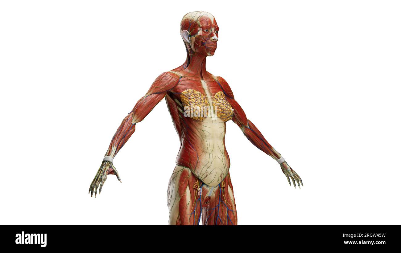 Muscles, illustration Banque D'Images