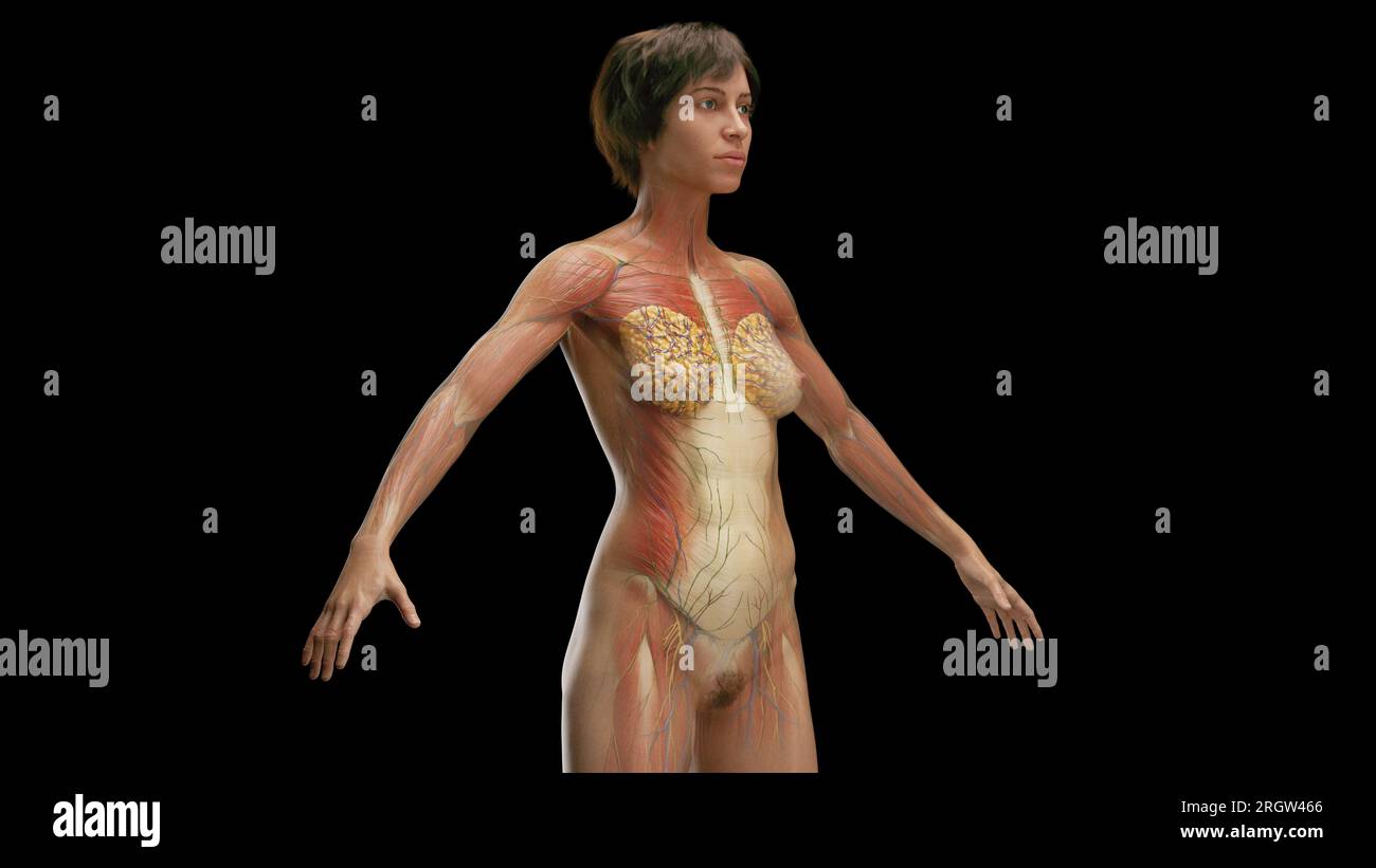 Muscles, illustration Banque D'Images