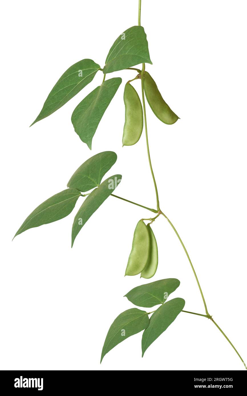 plante de pois ou de vigne avec ses gousses, type de légumineuse qui est largement cultivé pour ses graines nutritives et gousses, culture végétale isolée sur blanc Banque D'Images