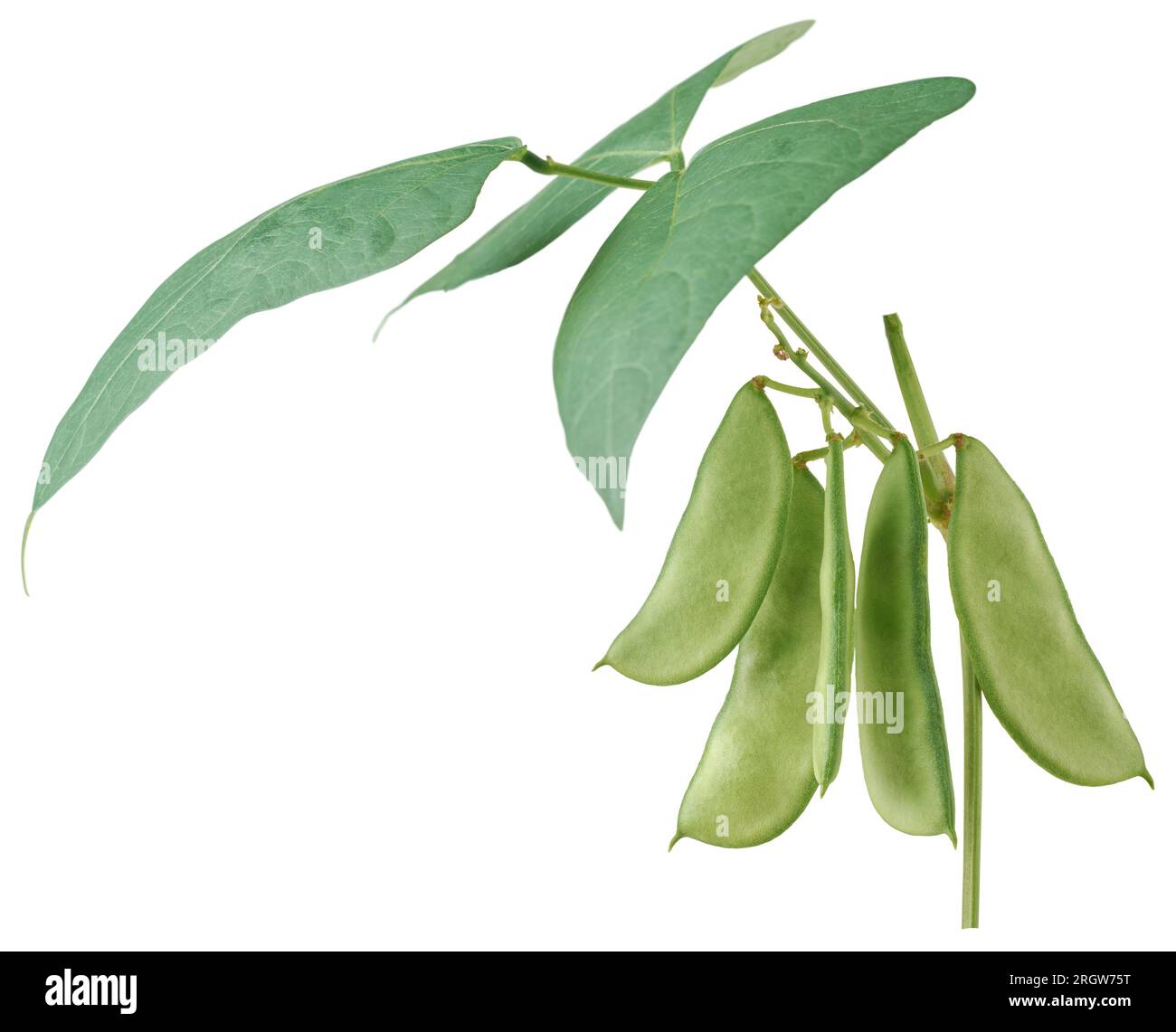 gros plan de la plante de pois ou de la vigne avec ses gousses, type de légumineuse qui est largement cultivé pour ses graines nutritives et gousses, isolat de culture de légumes Banque D'Images