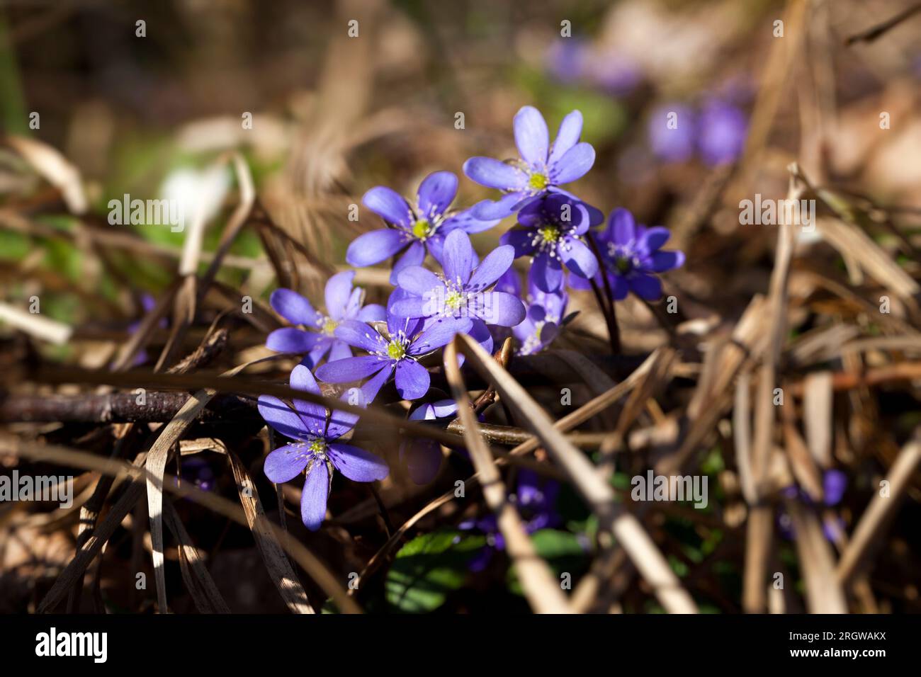les premières fleurs poussent dans les forêts et les parcs au printemps et en été Banque D'Images
